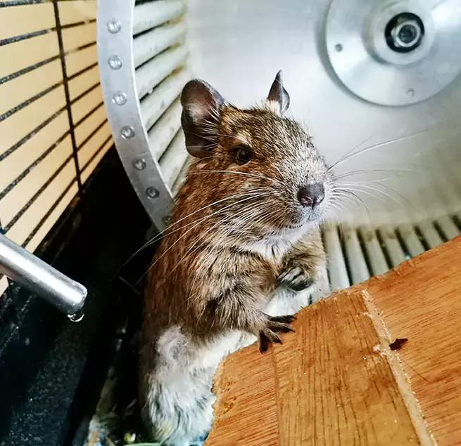 Why Homeowners & Businesses Trust Us Bonney Lake, WA?